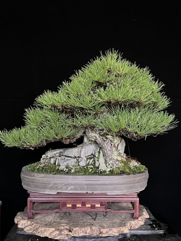 日本附石黑松