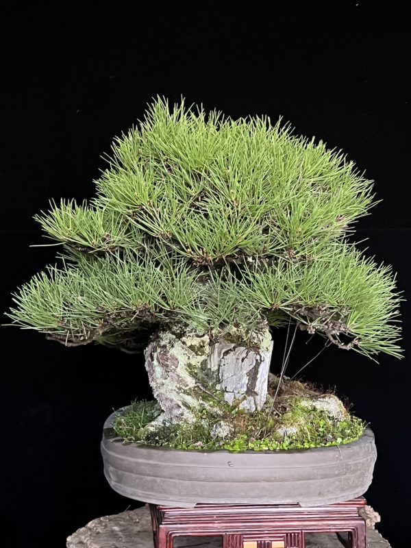 日本附石黑松：圖片 2