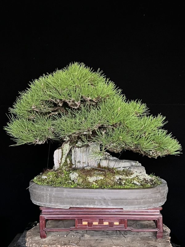 日本附石黑松：圖片 8
