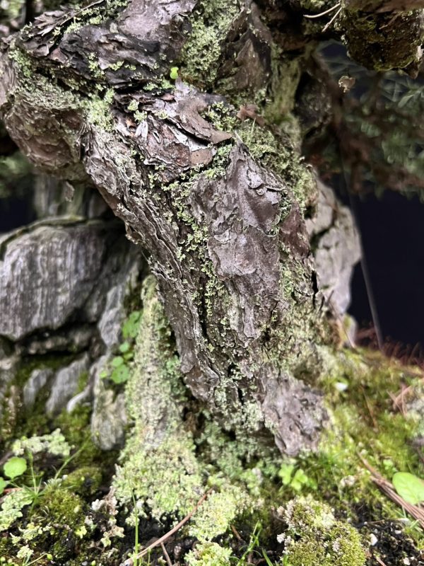 日本附石黑松：圖片 4